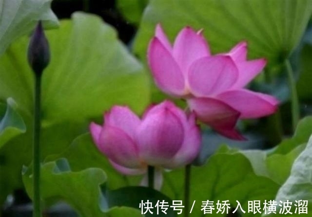 琴瑟|在8月份期间，思君如陇水，四大星座将与旧爱琴瑟在御，再续前缘