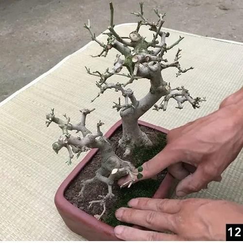 双干式盆景不一定要连体，两株对节白蜡即能成双杆，要不试试？