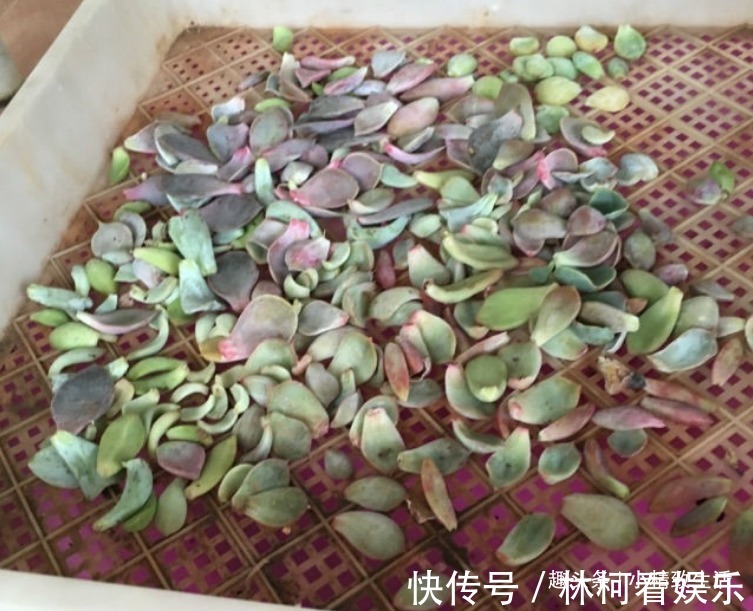 移栽|多肉叶插,从摘叶子开始,简单3步,轻松变大户