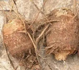 关节痛|这草药,既可治腰痛,又可治关节痛,还可治神经痛