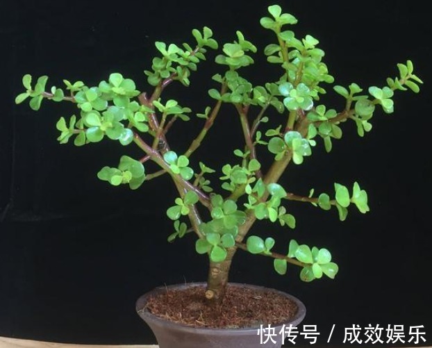 养金枝玉叶,老花匠教“3招”,新手也能养“爆盆”,长成大树桩