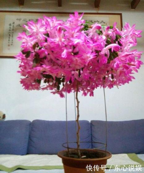 蟹爪兰养不好,用此“神木”一嫁接,快速爆满芽,开成“花树”