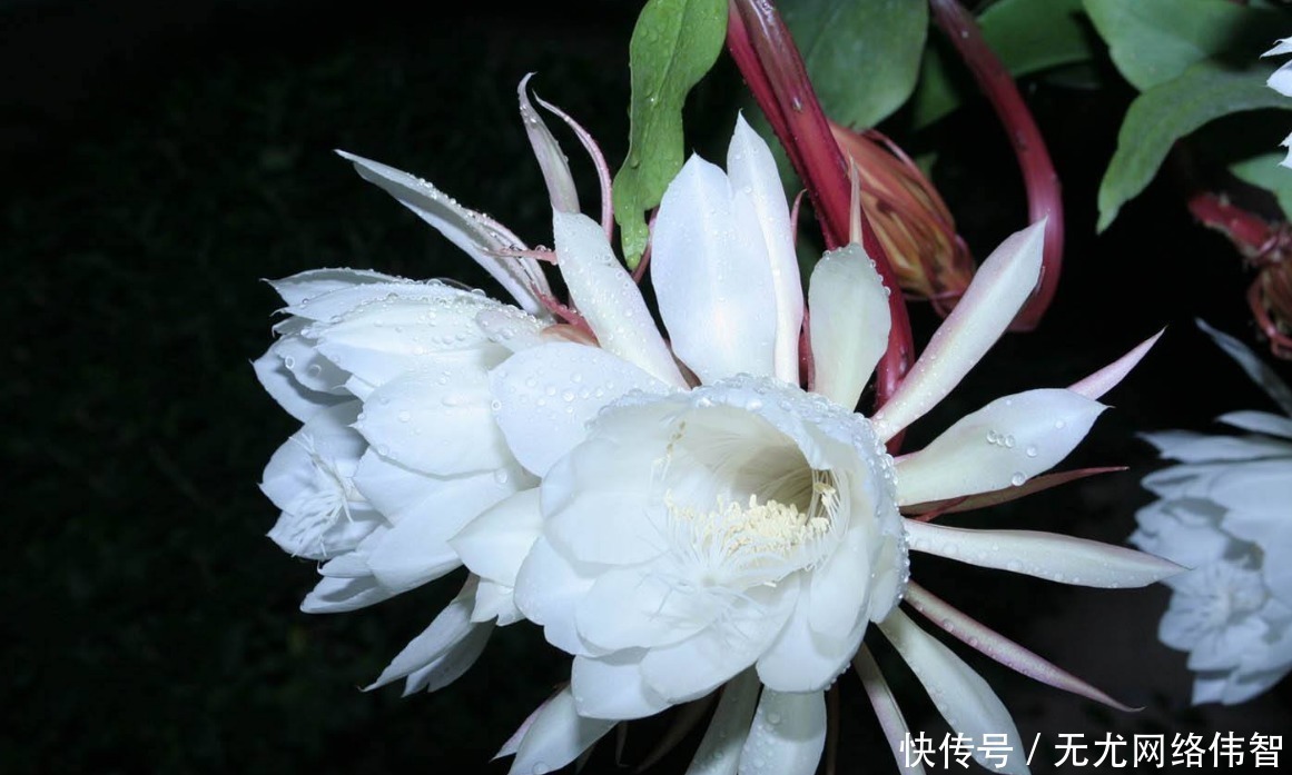 “昙花一现”太惊艳,想试着养又担心养不好,做好这些坐等花开