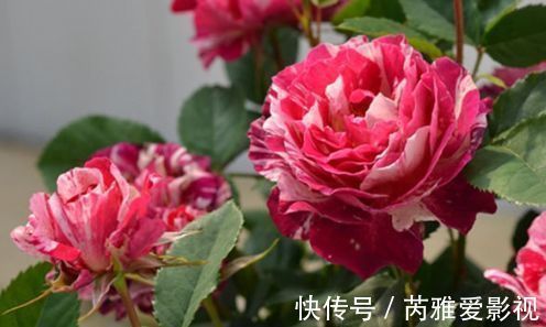 阳台养花，试试3种花中美品，花开美艳娇嫩，寓意吉祥美爆阳台