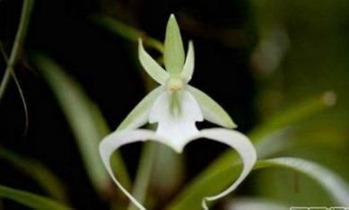 石斛兰|最全的兰花大鉴赏,看看你都见过几种兰花!