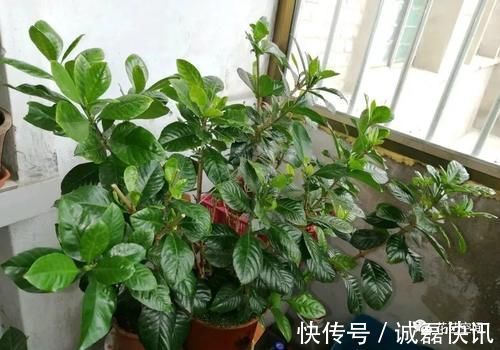 春剪|茉莉花栀子花的修剪,记住“冬轻春重”,分枝长的多,开花不停歇