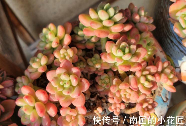 没时间去香格里拉？那养一棵叫香格里拉的多肉吧！味道香香很好闻