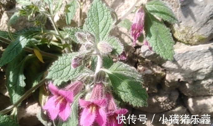 它是“四大仙药”之一，若长在你家屋顶，是你福气，别以为是杂草