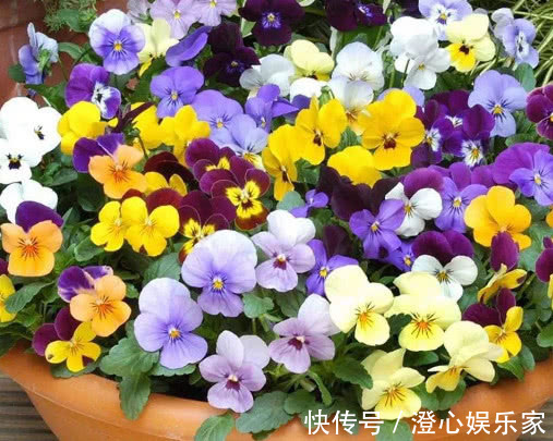 浇水量|三色堇怎么养开花多教你3个小妙招，三色堇花色鲜艳更繁多