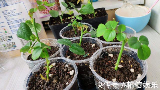 小技巧|学会3个扦插小技巧,不花钱就能养花,生根发芽快,呼呼长满盆!
