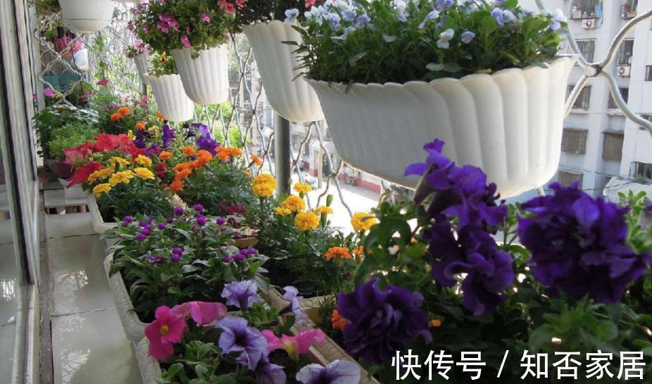 空气干燥器|三伏天,家庭养花,不注意这些地方,害虫爬满盆栽,保不住