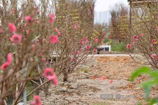 中年|既然花市有点玄 不如提前去荔湾赏桃花