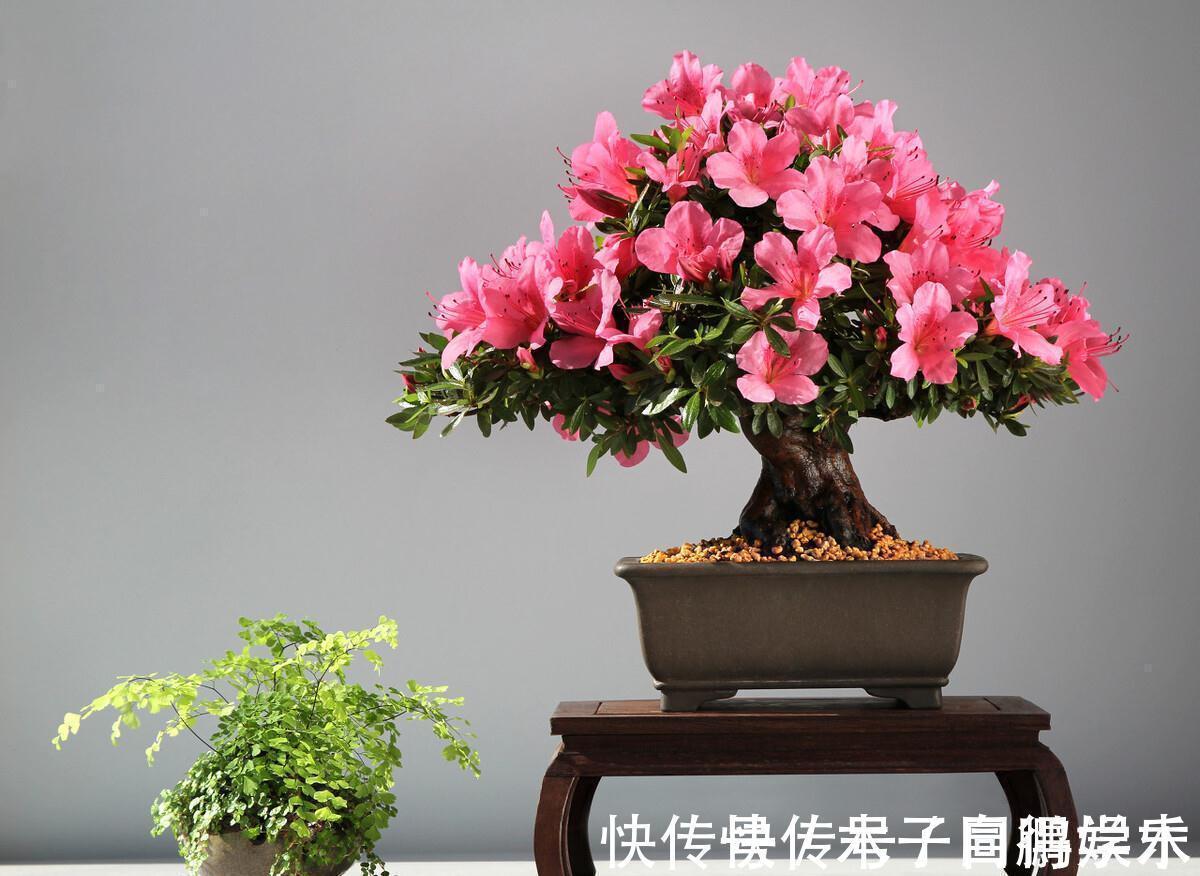 5种“长命花”,富贵又吉利,越养越值钱,赶紧养一盆做传家宝