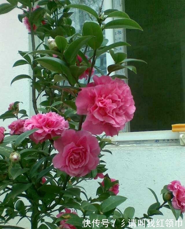 分化|茶花爱“喝水”,这“三位置”留点水,“撒欢长”入春再开三茬花