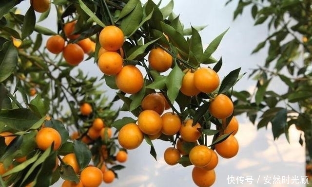 陈皮是味药,新鲜的橘皮功效和它一样吗?这种吃法,等于吃农药!