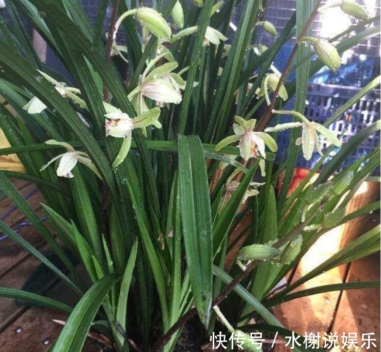 养花|家里的“垃圾”不要扔,教你自制3种肥料,不花钱也能养爆盆