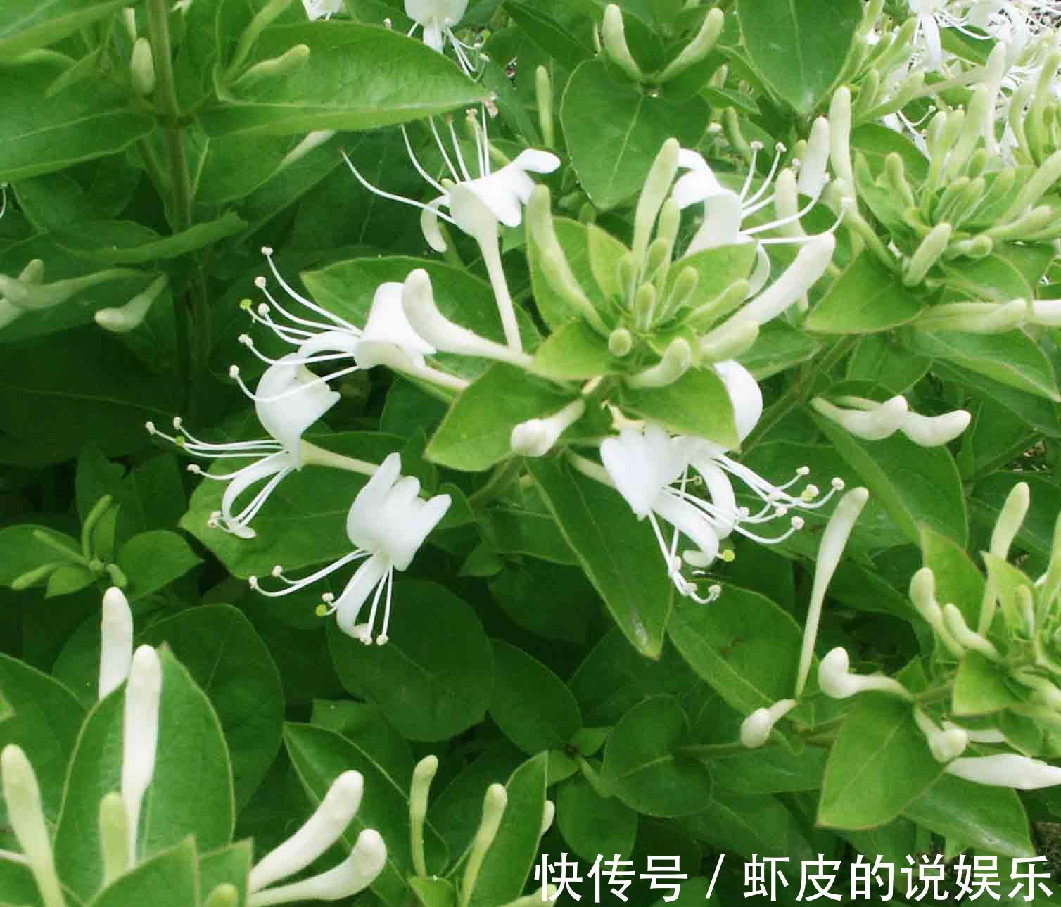 养花试试这几款,品种繁多,形态各异,开花非常个性化