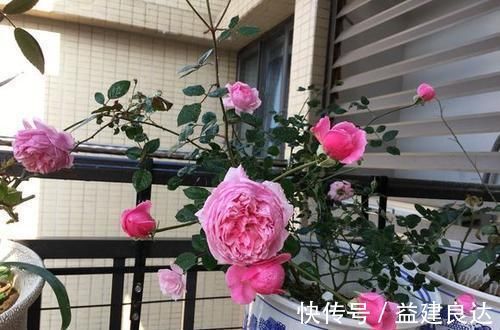 入秋扦插6种花，7天就生大白根，告别黑腐烂，花开量大