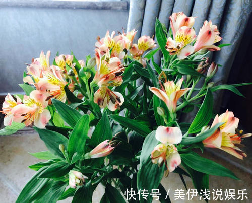 花瓣带有七彩斑纹,百合花的“亲戚”,花中的潜力股