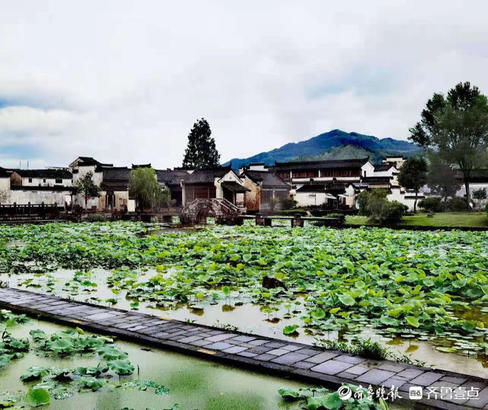 小河|呈坎八卦村穿村而过的小河和荷塘，景色宜人