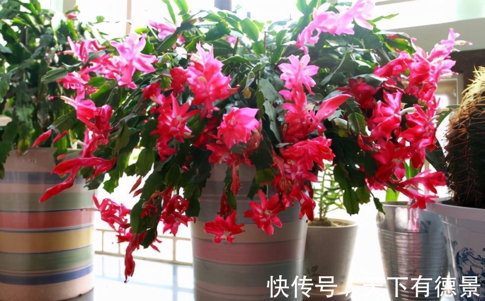 适合懒人养的“6种花”,不只是好养,还寓意好,利于健康