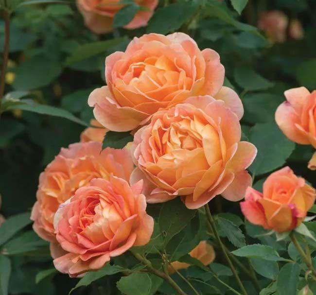 几款花卉好养易爆盆，价格便宜花期长，一开就停不下来