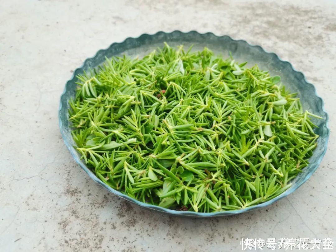 生根|6种花夏天扦插，枝条剁8段、撒土里，3岁小孩都能插活