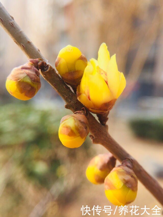  腊梅花的时|冬天养盆腊梅花，从冬一直开到春，香味扑鼻