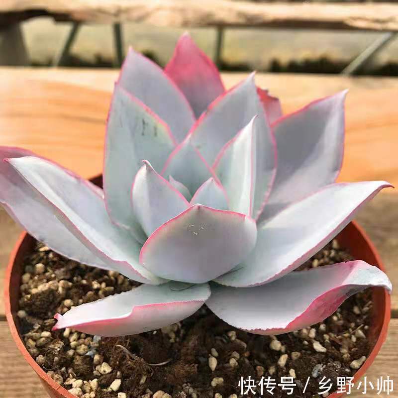 别的多肉都肥嘟嘟胖乎乎的,这些薄叶多肉也很美,看看你养了几种