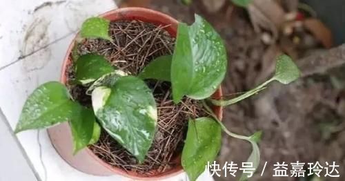 扦插|养花扦插育苗,用它催根,存活率太高,家里都摆不下了!