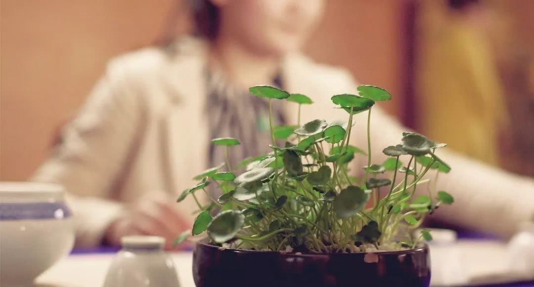 茶师|只有你需要的茶,才是好茶