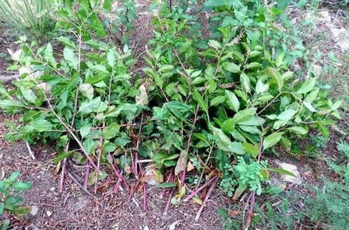 野生|不熟悉的野菜不要碰,挖野菜住进了ICU,都是野生天麻惹的祸!