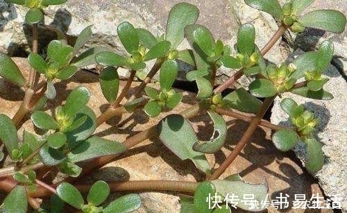 长寿菜|农村的4种“长寿菜”，过去都是用来喂猪的饲料，你认识几种？