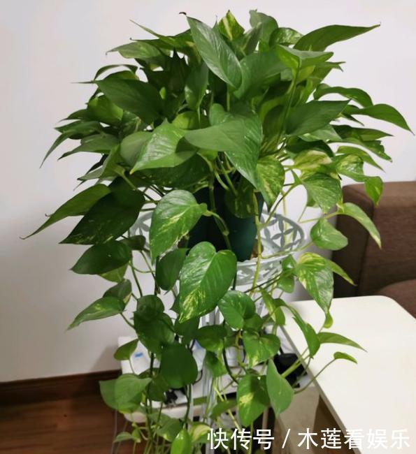 小齐|绿萝天天有黄叶平常注意“几点”，叶片大又绿，黄叶不见了