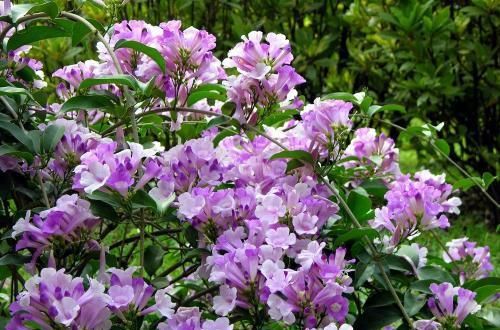 1种有味道的花，一次能开上百朵，却因独特的气味被排斥