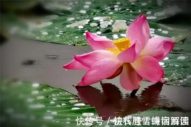 郭震&雨露荷花七首,杜甫写得清艳,李商隐写得忧伤,杨万里写得俏皮