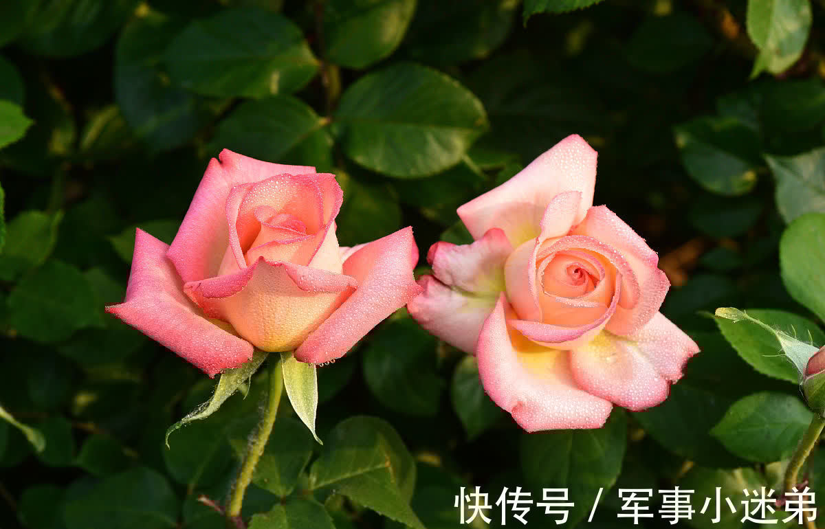 10月养1种花，冬季零下15度也不怕，来年花期长达春夏秋3个季节