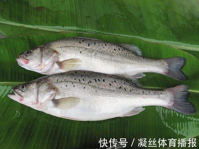 烹饪|买鱼就选择这5种鱼,刺很少,味道还特别鲜美,是烹饪的好食材