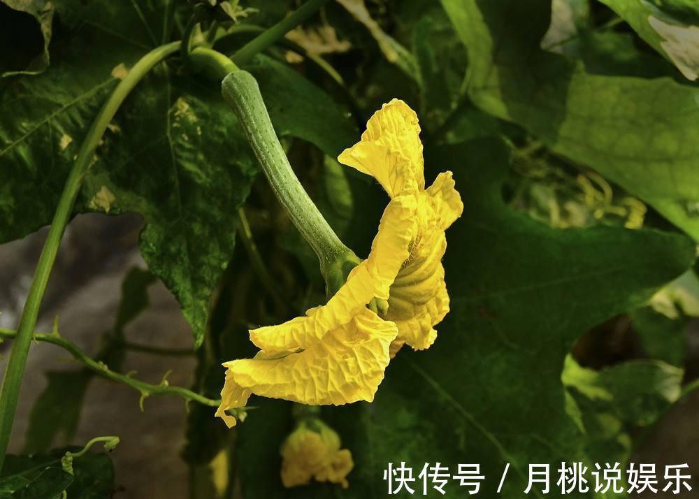 丝瓜|农村这种瓜夏季常吃，却少有人知道它的花很珍贵，炖汤喝清热解暑