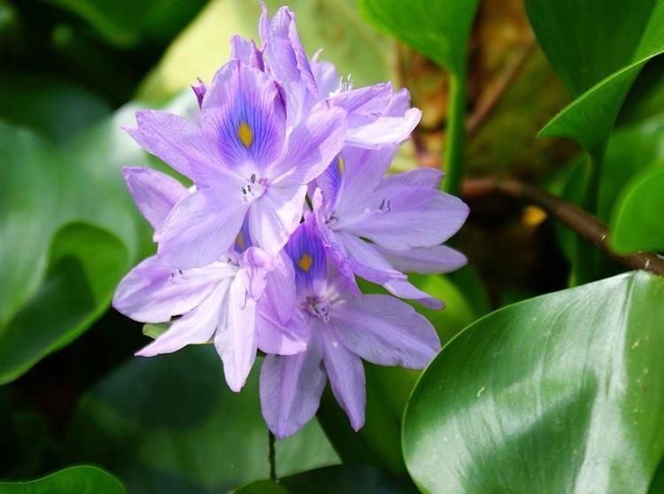 速度|凤眼莲就是水葫芦,开出蓝紫色的花,繁殖速度很快