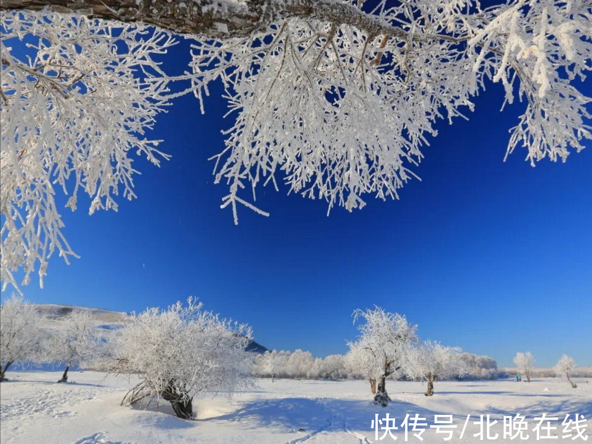 冰雪|雾凇与冰雪相伴 额尔古纳湿地现冬日活力