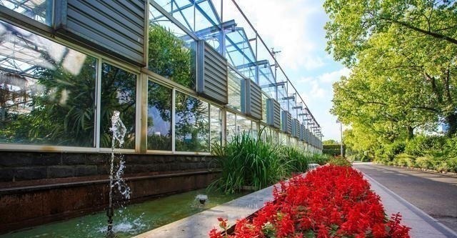 4种花草也“相克”,难怪怎么都养不好,原来被“克”住了!