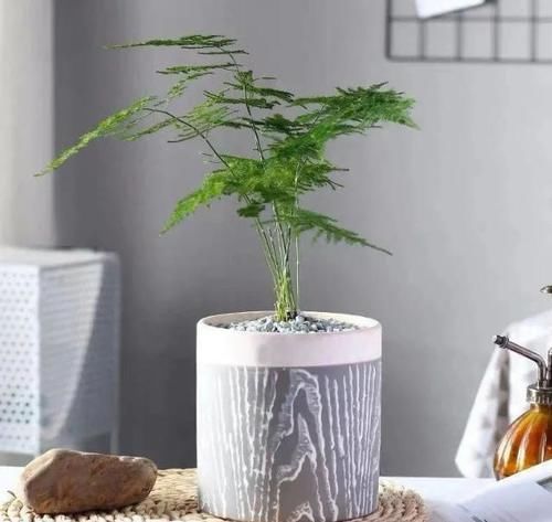  盆栽|冬天，室内的文竹盆栽呼呼地黄叶该怎么办？哪里操作不当了？