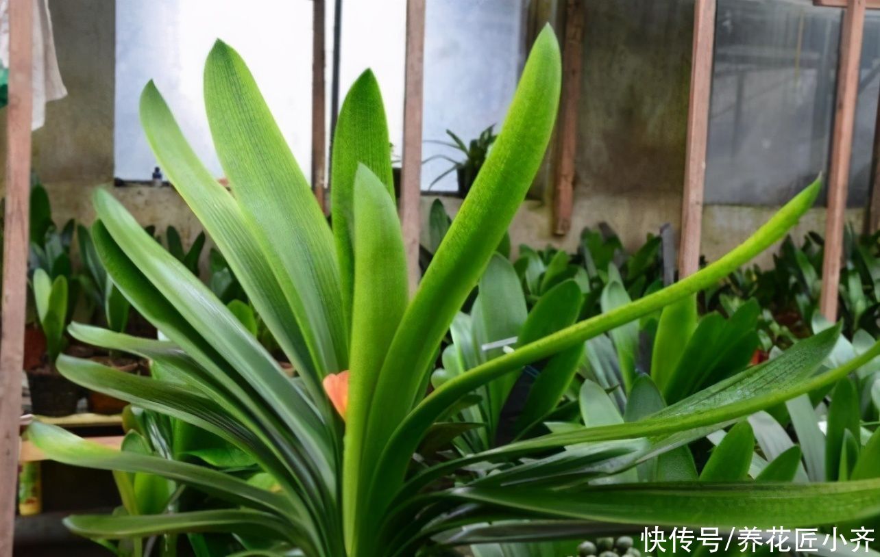 家庭|家庭常见的喜酸性花卉,调酸补铁要定时,“醋”是很好的伴侣