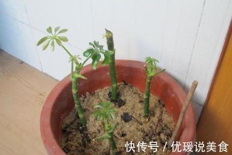 这三棵树''太贵'',偷偷折一根''枝''就能活,别再花冤枉钱。