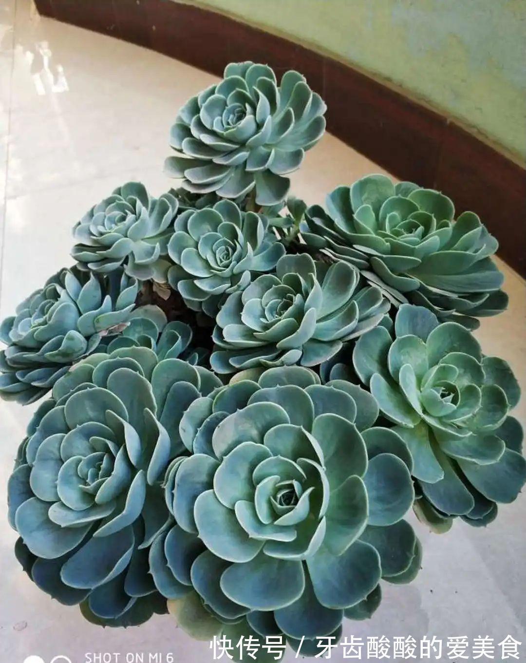 1个盆里塞800棵多肉,鼓到爆炸,看都不敢看