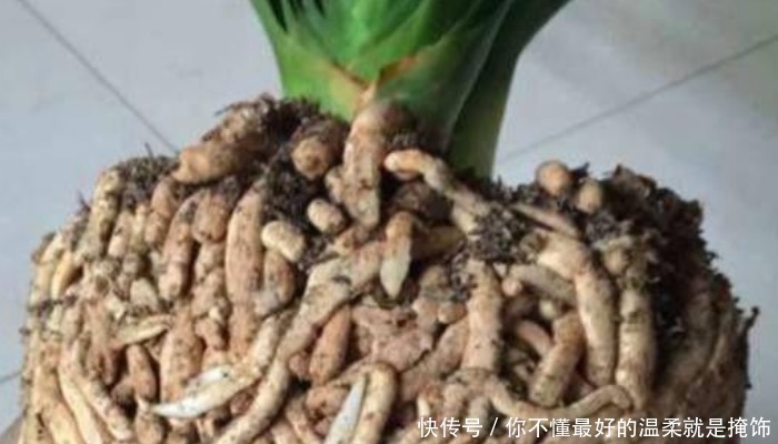 植物|养了10年的君子兰,打翻看到它根部后,你还敢养这植物吗