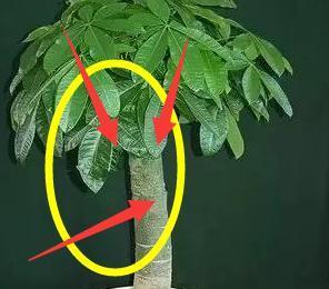 家里要养的4种植物，聪明人都在养，财源滚滚更富裕！