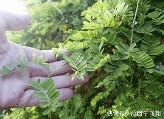 農(nóng)村特有的野菜,健脾補(bǔ)肺、行氣利濕、舒筋活絡(luò),人人都愛吃它!