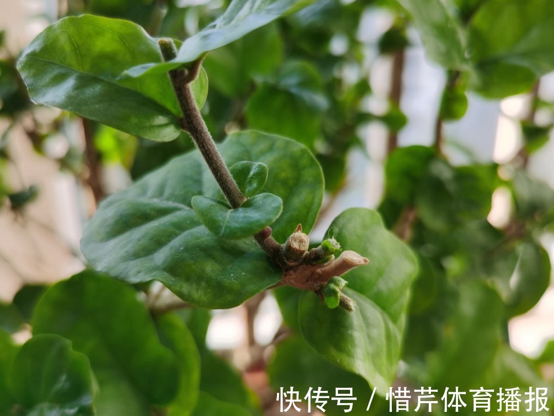 9个开花劳模,施肥不能停,不然越养越差劲